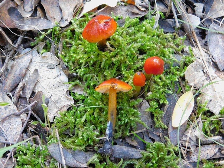 21 Fotogr.il 18.12.2021 sotto Leccio